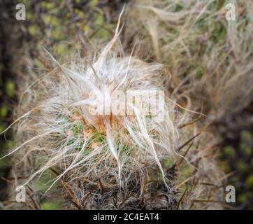 Oreocereus celsianus. Cactus from South America that looks very old. Stock Photo