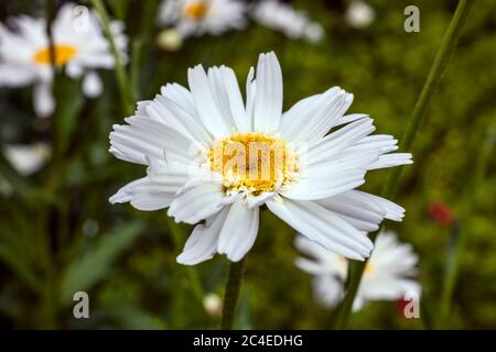 Leucanthemum x superbum 'Wirral Supreme' a spring summer flowering plant commonly known as Shasta daisy Stock Photo