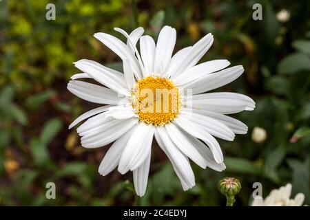 Leucanthemum x superbum 'Wirral Supreme' a spring summer flowering plant commonly known as Shasta daisy Stock Photo