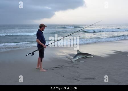 CAPE CROSS, NAMIBIA - JAN 31, 2016: Unidentified fisherman caught the big copper shark on the beach at twilight. A tag and release fishing is popular Stock Photo