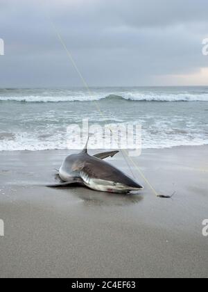 Copper shark caught in beach seine net; Fisherman is trying