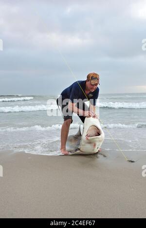 CAPE CROSS, NAMIBIA - JAN 31, 2016: Unidentified fisherman caught the big copper shark on the beach at twilight. A tag and release fishing is popular Stock Photo