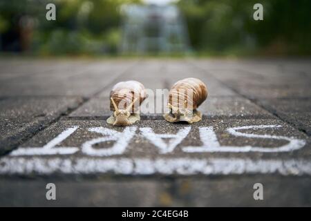 Close-up of racing snails in front of start line. Themes competition, winning and funny animals. Stock Photo