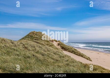 Marram grass covered sand dunes on the Oregon coast, on a sunny summers day