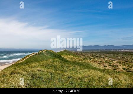 Marram grass covered sand dunes along the Oregon coast, with a blue sky overhead Stock Photo