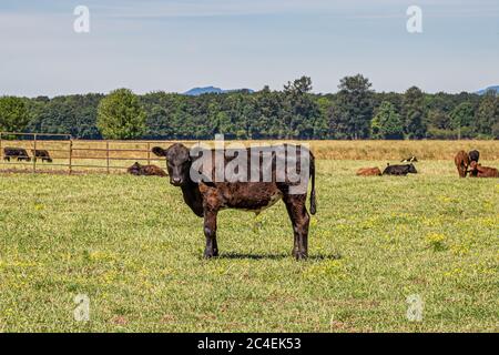 A cow in a field in the Oregon countryside on a sunny summers day Stock Photo