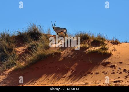 A Gemsbok (Oryx gazella) on a sand dune in the Kalahari desert against blue sky at sun down, Namibia, Africa Stock Photo