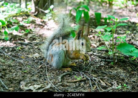 A young red squirrel looks for fallen nuts in the forest Stock Photo