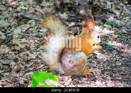 A young red squirrel looks for fallen nuts in the forest Stock Photo