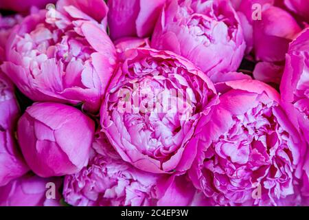 A full frame photograph of beautiful pink peonies for sale on a market stall Stock Photo
