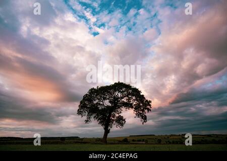 Lone Oak Tree at Sunset in the Yorkshire Dales Stock Photo