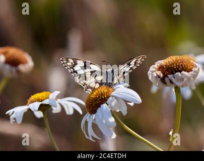 Marbled White nectaring on Ox-eye Daisy. Molesey Heath, Surrey, England. Stock Photo