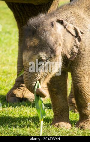 A month old baby indian elephant eating plants. Stock Photo