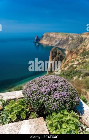 purple flowers of Thymus vulgaris bushes known as Common Thyme, Garden thyme, . thyme in front of the turquoise sea on cape Fiolent, Crimea. The Stock Photo