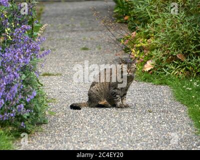 Cross-looking grumpy tabby cat sitting on a garden path Stock Photo