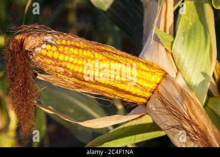 Ripe indian corn. The corncob is depicted in a close-up photograph. Stock Photo