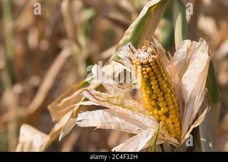Ripe indian corn. The corncob is depicted in a close-up photograph. Stock Photo