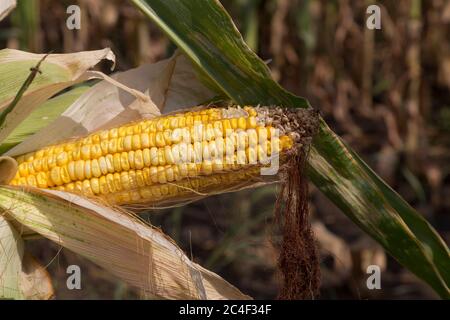Ripe indian corn. The corncob is depicted in a close-up photograph. Stock Photo