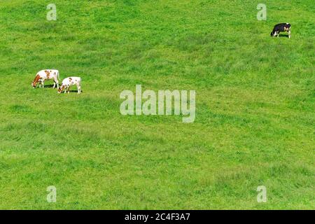 Three cows grazing in a large green field Stock Photo