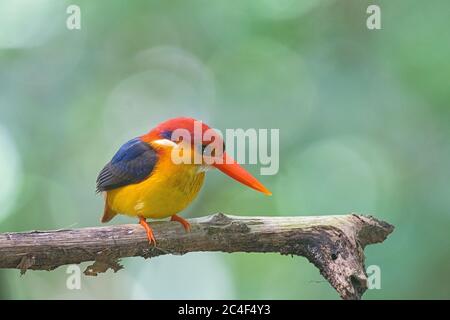 Oriental dwarf kingfisher perching Stock Photo