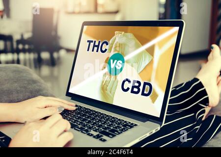 Women using laptop are studying information about cannabis cancer treatment. Stock Photo