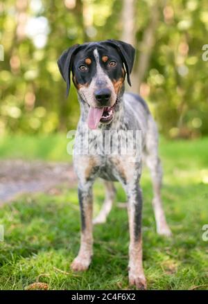 A happy Bluetick Coonhound mixed breed dog looking at the camera with a head tilt Stock Photo