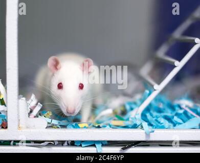 A white albino pet rat with red eyes sitting in a cage full of shredded paper Stock Photo