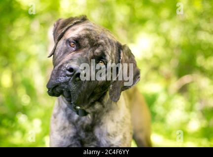 A brindle Cane Corso Italian Mastiff dog looking at the camera and listening with a head tilt Stock Photo