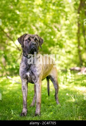 A brindle Cane Corso Italian Mastiff dog standing outdoors and looking into the distance Stock Photo