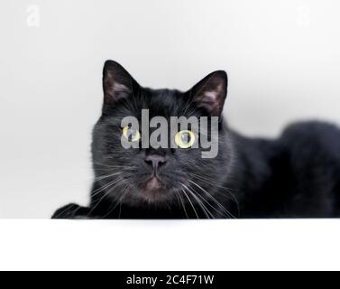 A black shorthair cat squinting one eye and looking at the camera with a grumpy expression Stock Photo