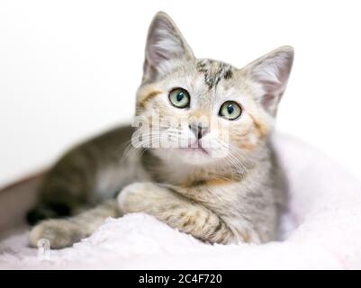 A calico tabby shorthair kitten lying on a blanket in a relaxed position Stock Photo