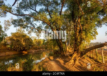 A path going through woodlands by the riverside in the town of Shantiniketan in West Bengal. Stock Photo