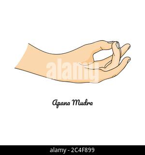 Apana Mudra / Gesture of Life Force. Vector. Stock Vector