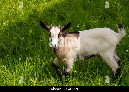 Small brown and white domestic goat Stock Photo