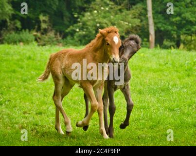 Two pretty and cute foals, a black one and a chestnut, Icelandic horses, are playing and grooming together in the meadow, social behavior an animal we Stock Photo