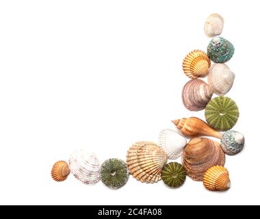 Half frame of beautiful seashells isolated on white background with lots of copy space. Stock Photo