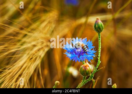 Macro of blue cornflower (Centaurea cyanus) in a grain field with a honey bee on the blossom. Stock Photo
