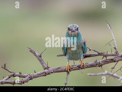 Selective focus of a woodpecker finch standing on a tree branch Stock Photo