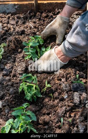 Senior grandfather gardening on the ground kneeling, sunny day. Tomato seedlights and shovel in hands. Pots on soil Stock Photo