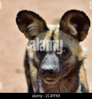 The African Wild Dog portrait in Namibia Stock Photo