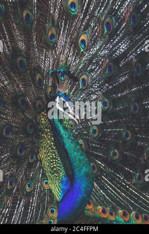 Peacock glowing; blue peacock; shinning peacock; peacock with feathers out; peacock dancing; dancing peacock; stunning bird Stock Photo