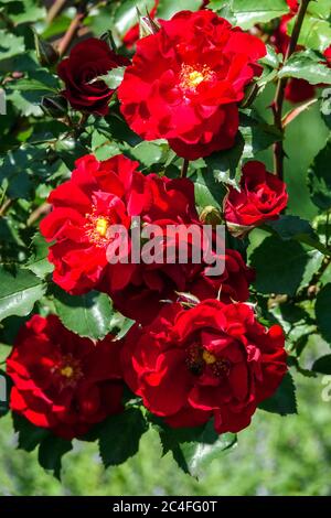 Red garden rose Rosa 'Roter Korsar' Stock Photo