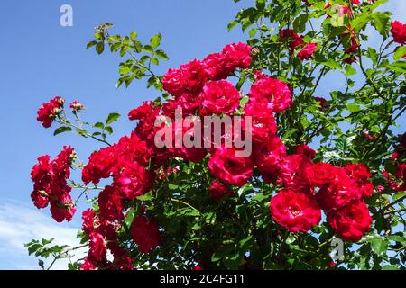 Beauty red garden rose roses in full bloom, red roses garden Stock Photo
