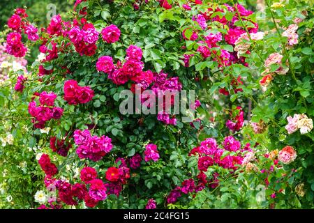 Red rose bush garden Stock Photo