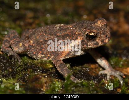 Bufo toad dwarf toad; brown toad; cute toad; little frog; Duttaphrynus scaber from Sri Lanka; common toad; toad in bathroom; Schneider's dwarf toad Stock Photo