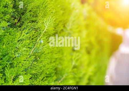 Green hedge of thuja trees. Green hedge of the tui tree. Nature, background. The wall consists of a green hedge. Copy space.  Stock Photo