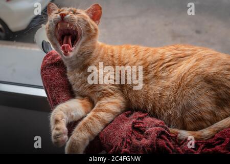 brown tabby cat lying on a red blanket by the window is yawning Stock Photo