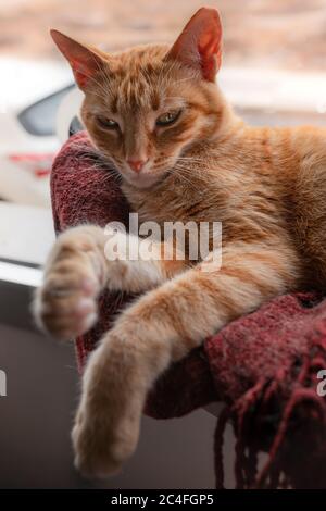 Close up. Vertical photo. Brown tabby cat lying on a blanket by the window wakes up Stock Photo