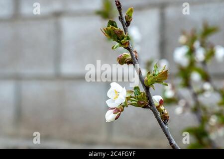 A close up of some white cherry blossom flowers on a branch in perfect detail with flower buds over an old looking red brick wall, for use on a poster Stock Photo