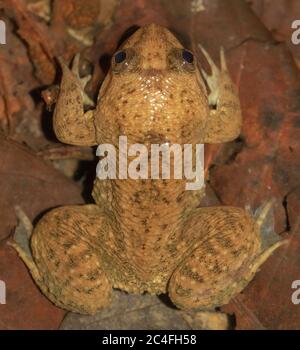 Frog floating on water; swimming frog; Corrugated water frog; smiling frog; Lankanectes corrugatus from Sri lanka; frogs in the pond; Stock Photo